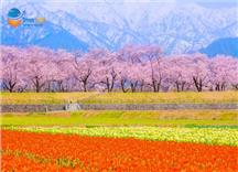 [HCM] Tour Nhật Bản Cung Đường Romantic Mùa Hoa Anh Đào 2026